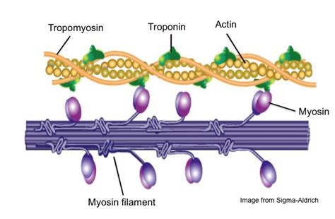 Toradh íomhá ar Sliding Filament Muscle Contraction