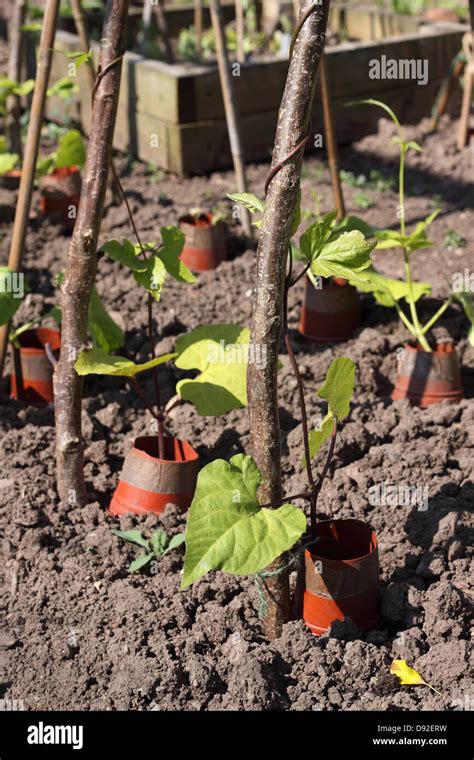 Image result for Growing Runner Beans in Containers