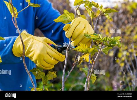 Image result for How to Trim Currant Bushes