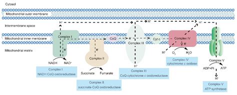 Image result for OXPHOS Cancer