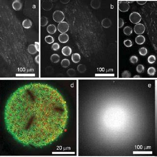Image result for TCSPC Instrument Response Function