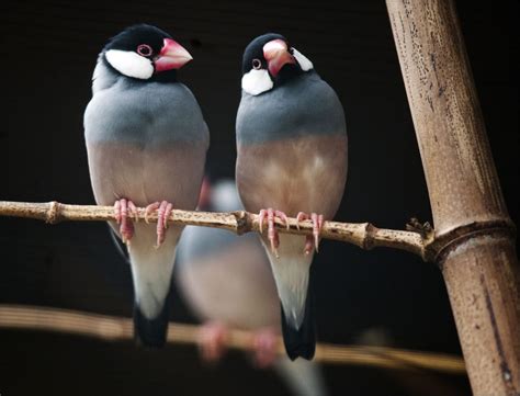 Java Sparrow Tree に対する画像結果