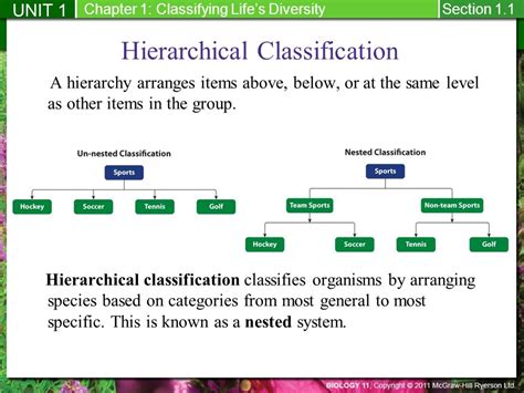 Image result for Hierarchical Classification System