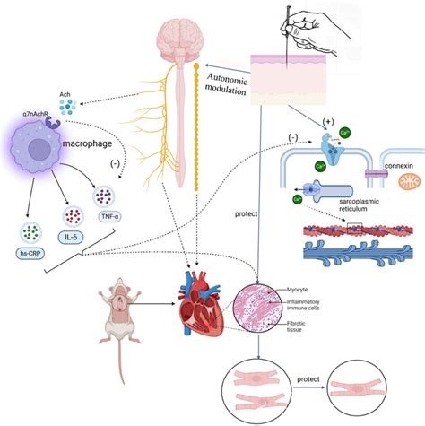 Image result for Autonomic Modulation Heart