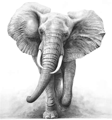 Afbeeldingsresultaten voor 3D Elephant in Water Drawing