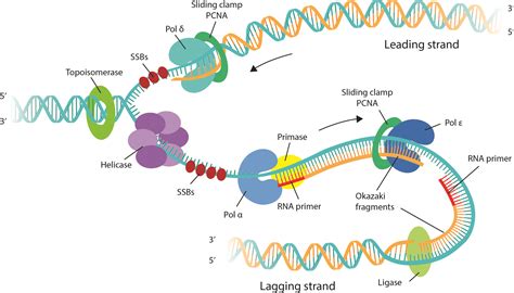 Image result for The Replication Process of DNA Molecules