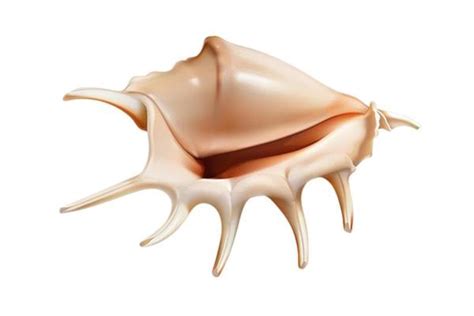 Image result for Shell Cartoon