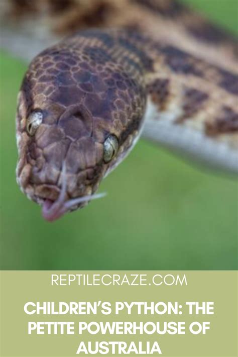 Image result for Child Python Cross