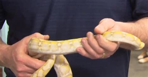 Toradh íomhá ar Hayley Pittsburgh Python Programmer