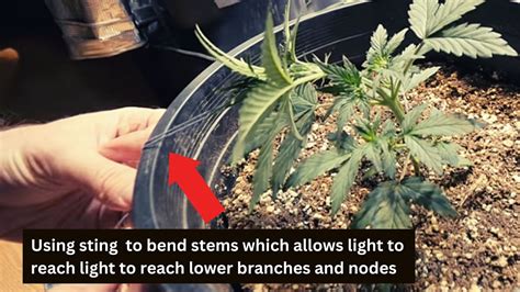 Autoflower Prosess Every Week に対する画像結果