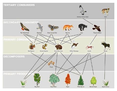 Afbeeldingsresultaten voor Coniferous Forest Food Web
