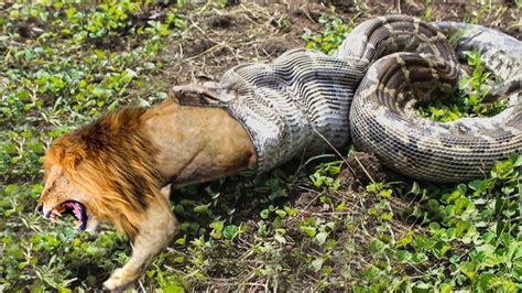Image result for Python Eating Lion