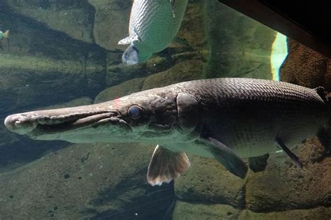 Image result for Alligator Gar Location