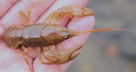 Image result for Crawdad Hole Fishing