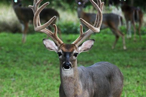 Image result for Deer Face Cut Out