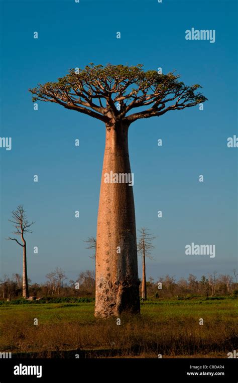 תוצאת תמונה עבור African Tree Baobab Disney