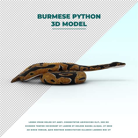 Image result for Burmese Python Header Image