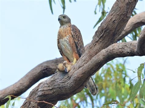 Image result for Red Goshawk Life Cycle Flow Chart