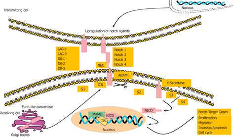 Image result for Notch2 Pathway