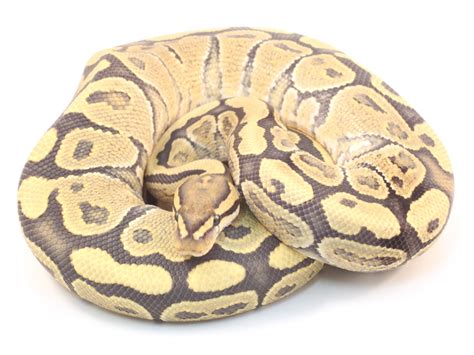 Bildergebnis für Super Specter Ball Python