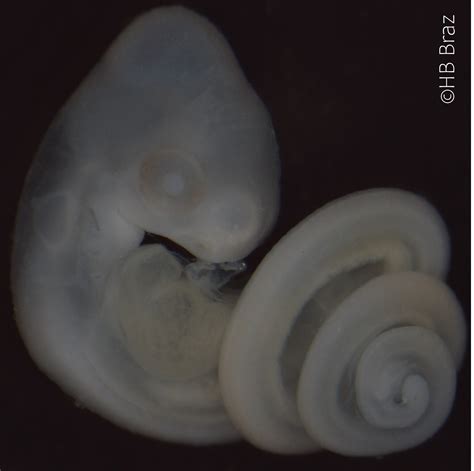 Python Snake Embryo Type に対する画像結果