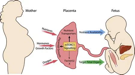 Toradh íomhá ar Placenta and Its Functions