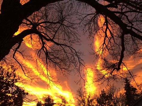 Image result for Tree Fire