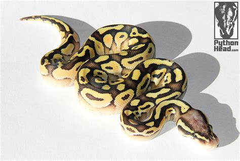 Image result for Python Head Turnaround