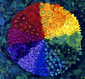 Image result for Flower Color Wheel