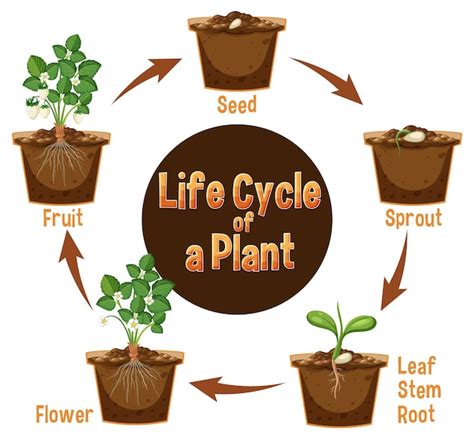 Image result for Plant Growing Cycle