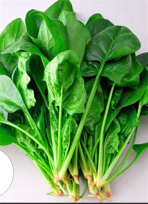 Image result for Spinach Leaves Images without Colour
