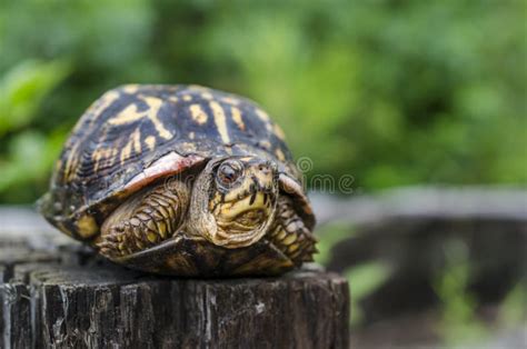 Image result for Box Turtle Bottom Shell