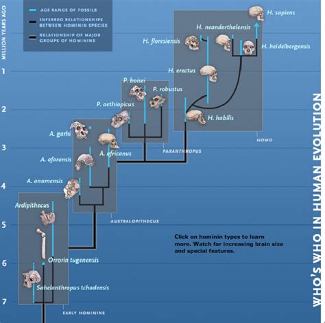 Image result for Evolutionary Tree of Humans