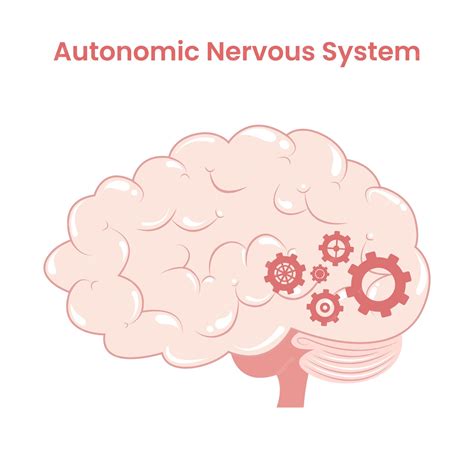 Image result for Autonomic Nervous System Model