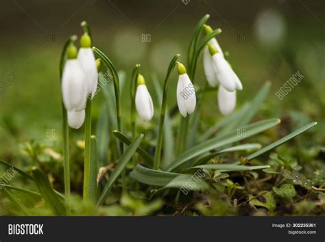 Résultat d’images pour Snowdrop Spring Flowers