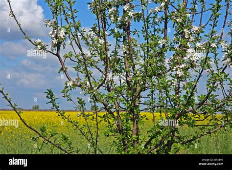 Toradh íomhá ar Apple Trees in Bllossom