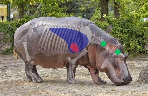 Hippo Predators-এর ছবি ফলাফল