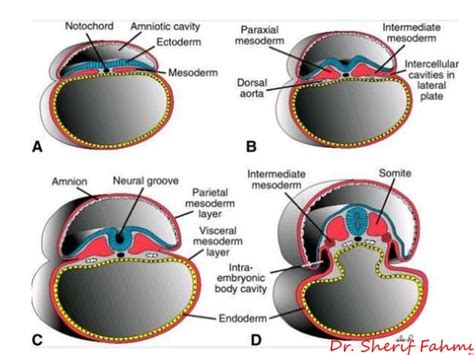Mesoderm Types に対する画像結果