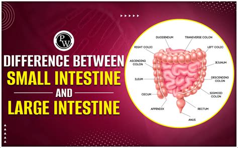 Difference Between Small and Large Code Set ಗಾಗಿ ಇಮೇಜ್ ಫಲಿತಾಂಶ