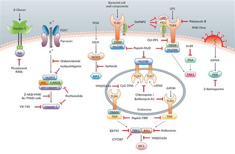 CLR Receptors Signalling માટે ઇમેજ પરિણામ