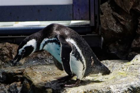 Image result for Penguin Sound