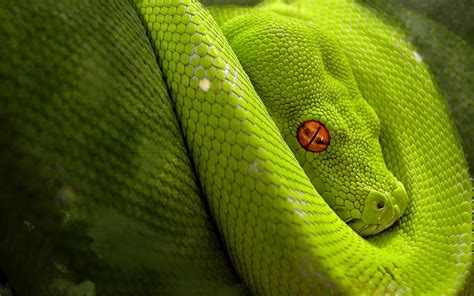 Image result for Python Snake Wallpaper