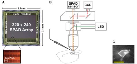 Toradh íomhá ar SPAD Array Microscope