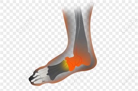 Image result for Ankle Human Clear Background