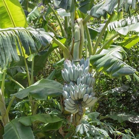 Image result for Java Banana Tree