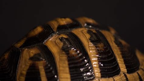 Image result for Box Turtle Shell Rot