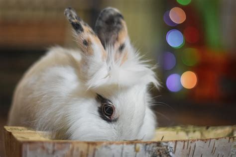 Toradh íomhá ar Setup Box Imag