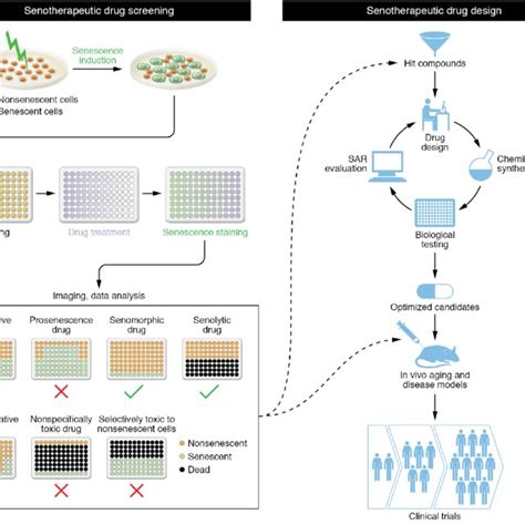 Drug Screening Process に対する画像結果