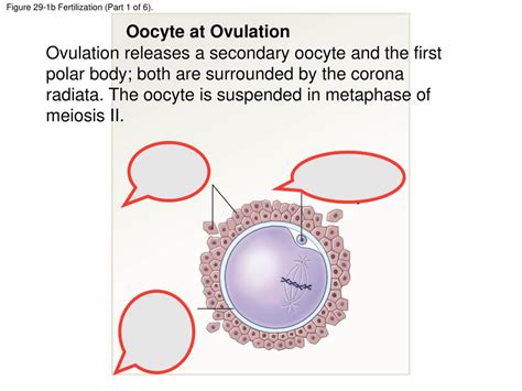 Image result for Ovulated Oocyte