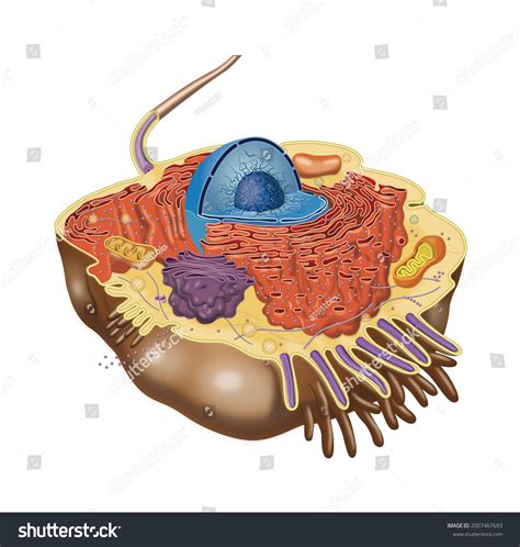 Cell Structure of Animal Cell 的图像结果